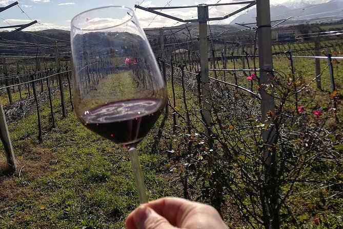 Winery Tour and Tasting in Abruzzo - An Authentic Abruzzo Winery Experience at an Attractive Price