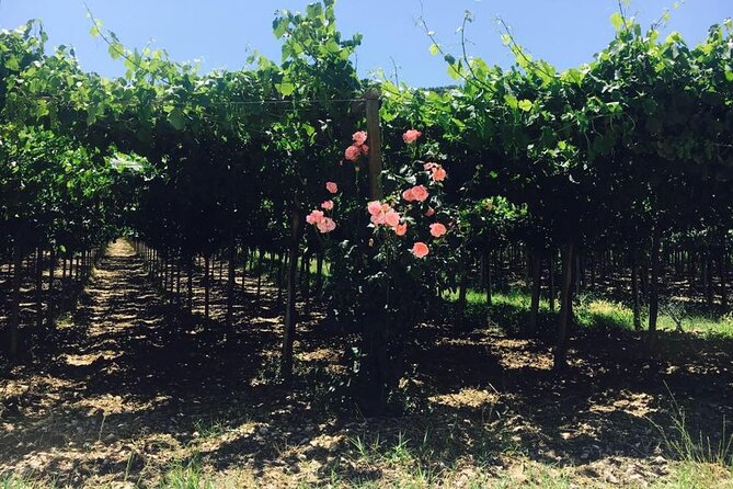 Winery Tour and Tasting in Abruzzo - Cancellation Policy and Flexibility