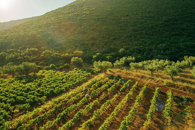 Winery Tour and Tasting in Zakynthos with the Winemaker - Exploring the Vineyards and Organic Orchard