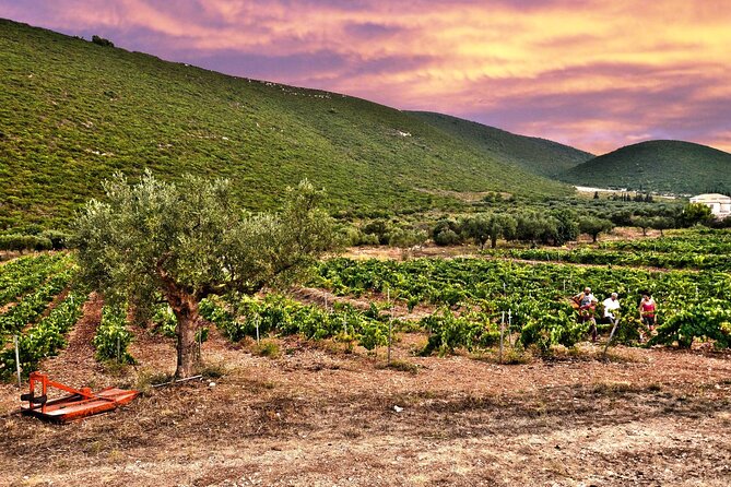 Winery Tour and Tasting in Zakynthos with the Winemaker - Wine and Food Pairings: Local Flavors on Display