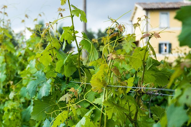 Winery tour and wine & cheese tasting - Visiting the Historic Etruscan Tuff-Stone Cellars