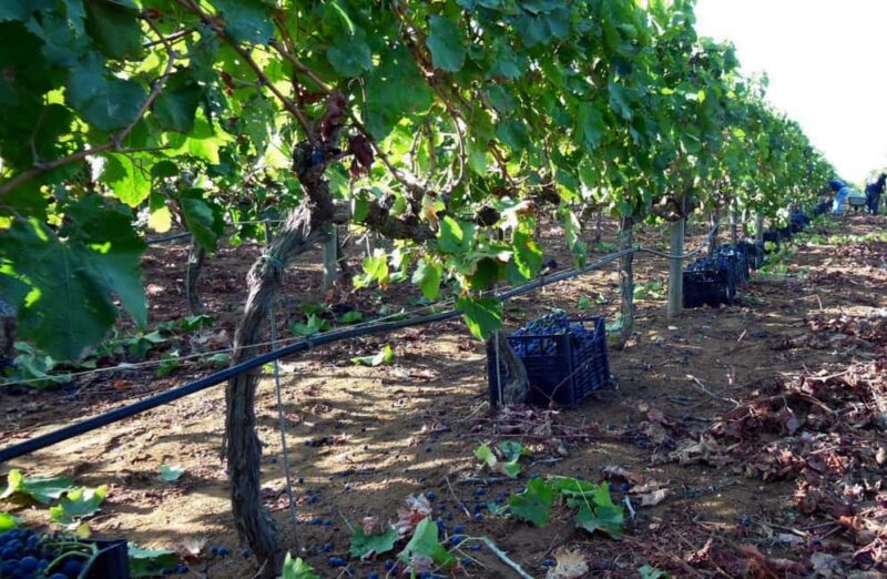 Winery Tour and Wine & Local Food Tasting near Ragusa - Tasting Four Distinctive Sicilian Wines