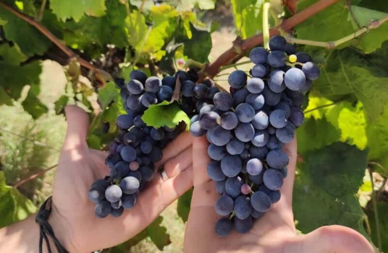 Winery Tour and Wine & Local Food Tasting near Ragusa - The Flavors of Sicily: Food and Drink Pairings