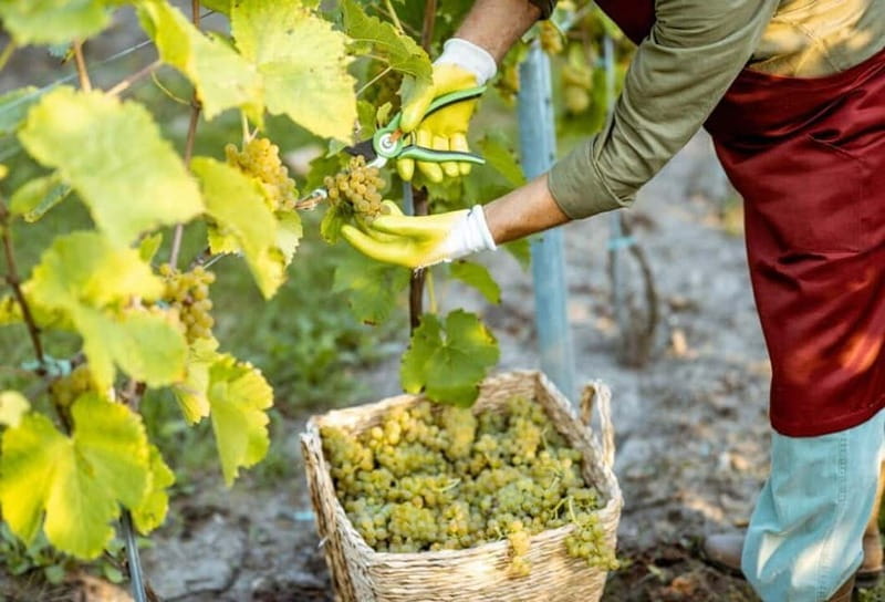 Winery tour in Marsala with wine tasting and local products - Final Remarks on the Marsala Winery Tour