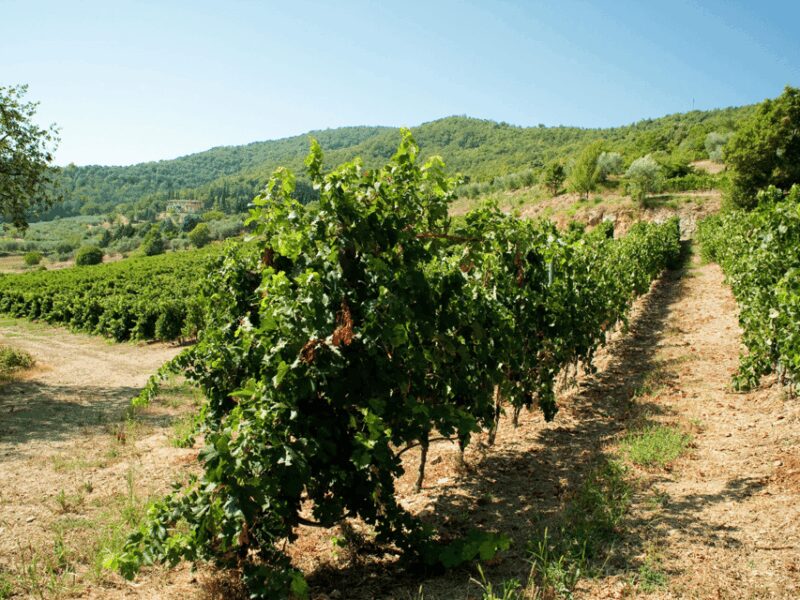 Winery Tour & Tasting near Lake Trasimeno & Perugia - Exploring the Historic Cellar and Vineyard Walk