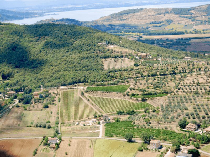 Winery Tour & Tasting near Lake Trasimeno & Perugia - Ideal Audience for This Tour in Umbria