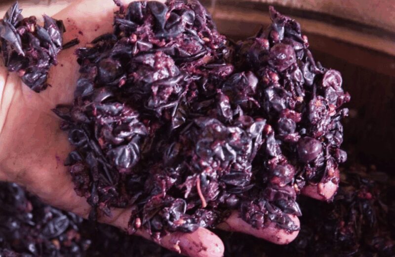 Winery Tour & Tasting on Padua Hills - Meeting Point and Logistical Details in Due Carrare