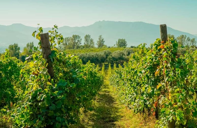 Winery Tour with Organic Wine Tasting & Lunch near Pompeii - Key Points