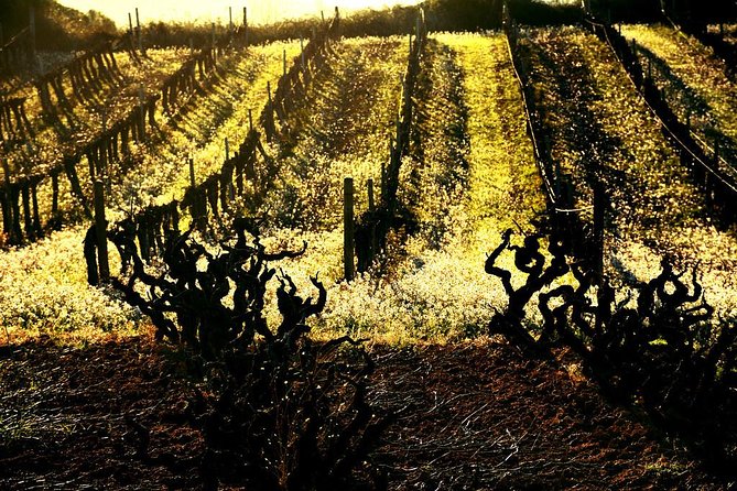 Winery Tour with Private Luxury Vehicle from Barcelona with Hotel pick up - Key Points