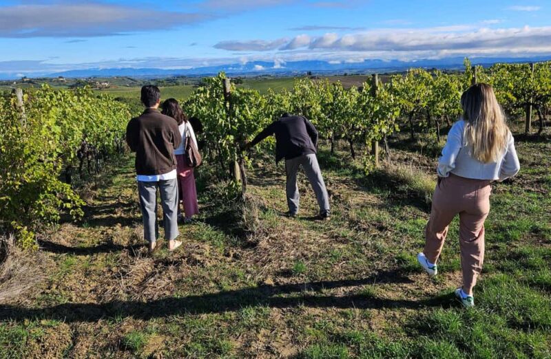 Winery Tour with Wine & Food Tasting in Montepulciano - Discover Tuscany’s Flavors on a Guided Winery Tour in Montepulciano