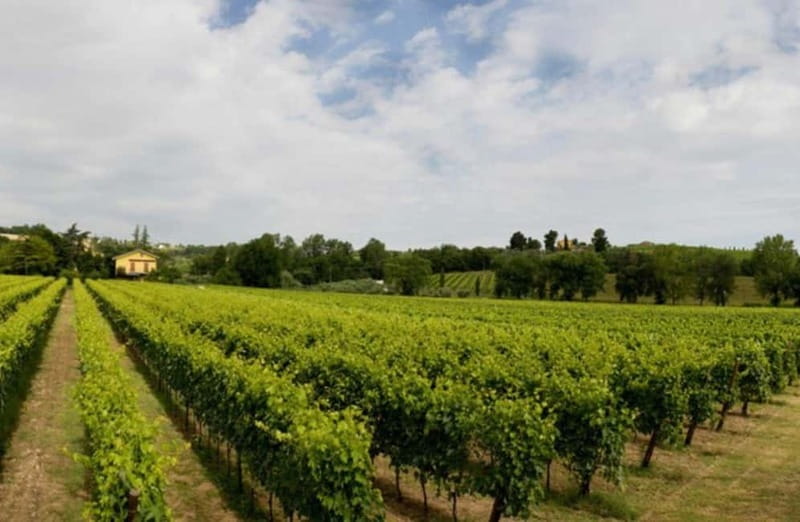 Winery Tour with Wine & Food Tasting near Riccione & Rimini - Exploring the Vineyards with a Guided Stroll