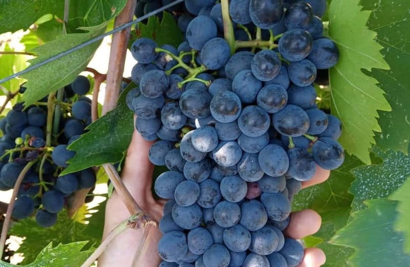 Winery Tour with Wine & Food Tasting near Riccione & Rimini - Inside the Production Area: Fermentation and Aging Cellars