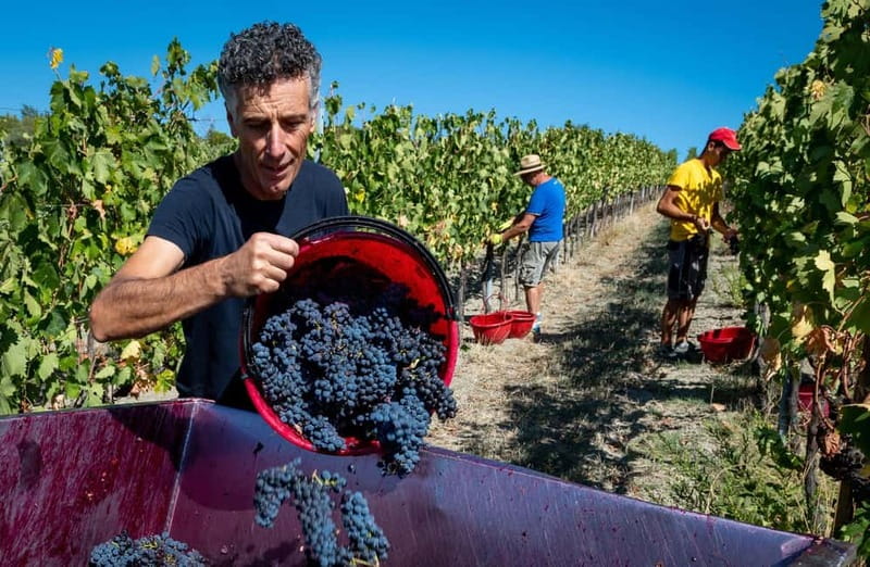 Winery Tour with Wine & Food Tasting near Riccione & Rimini - Who Will Appreciate This Tour Most