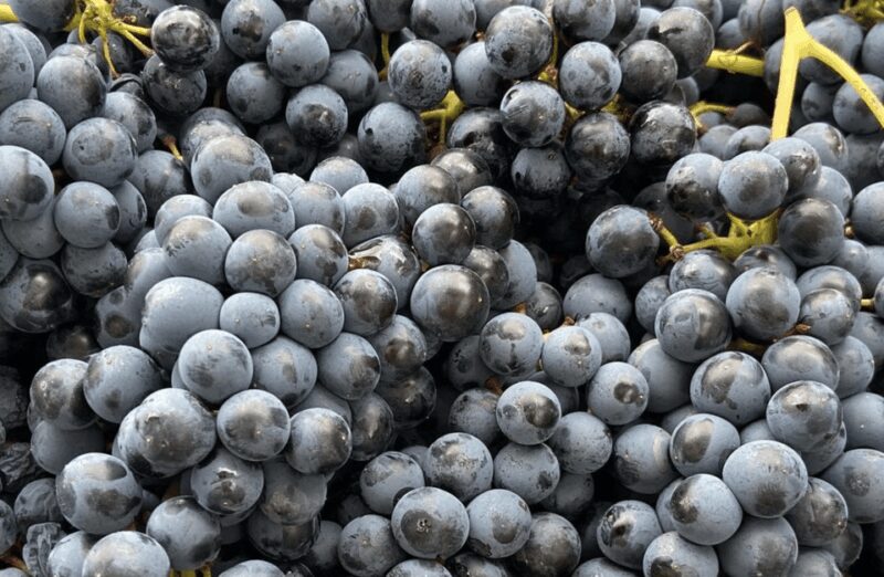 Winery Visit on Parma Hills & Wine Tasting with Food Platter - Key Points