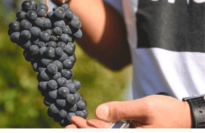 Winery Visit on Parma Hills & Wine Tasting with Food Platter - Vineyard Walk: Discovering Parmas Terroir and Sustainable Practices