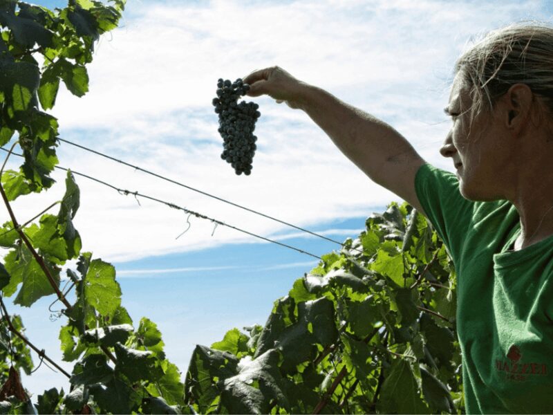 Winery Visit & Tasting near Grosseto with 6 wines - Explore Tuscan Heritage with a Guided Winery Tour Near Grosseto