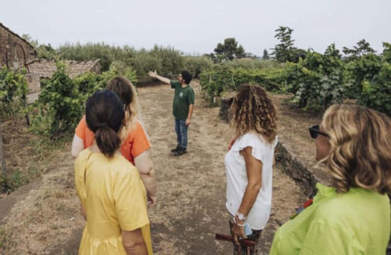 Winery Visit & Tasting on the Volcanic Slopes near Catania - Savor Certified Organic Wines from Etnas Volcanic Soil