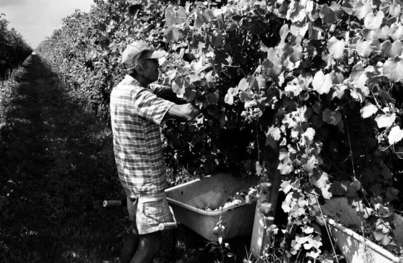 Winery Visit with Wine & Food Tasting near Ravenna - Accessibility and Practical Details