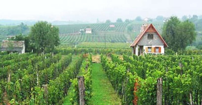 Winetaste in Villany, sightseeing in Pécs, private tour - Discovering the Castles and Cities of Hungary’s Baranya Region