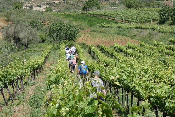Winetasting tour in Alpeta winery - Roshnik village by 1001 Albanian Adventures - Who Will Enjoy This Tour?