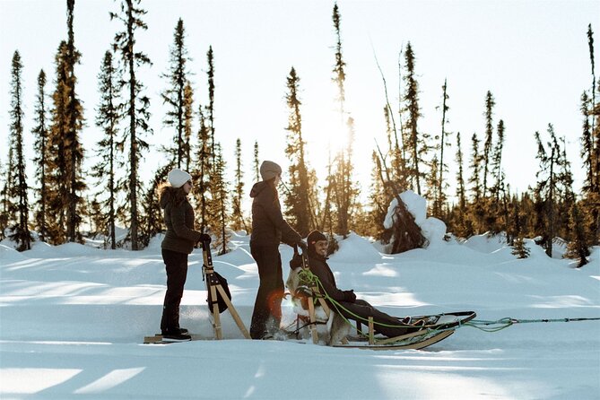 Winter Dog Sled Tour: Day or Night. - Key Points