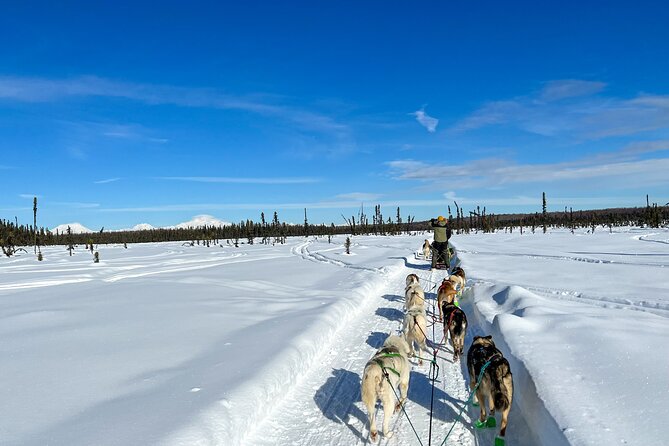 Winter Dog Sled Tour: Day or Night. - The Passionate Guides and Family Atmosphere