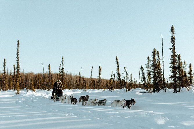 Winter Dog Sled Tour: Day or Night. - Why Choose This Sled Dog Tour?