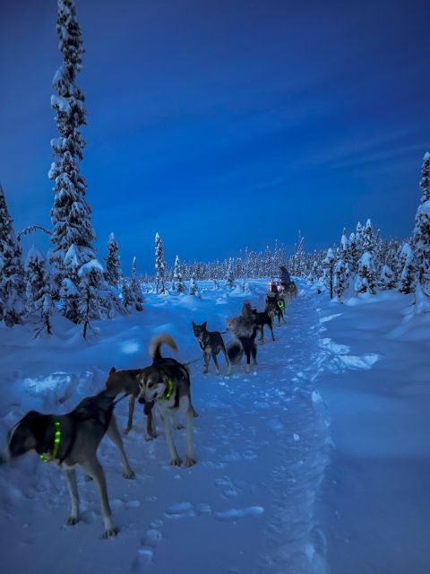 Winter Dog Sled Tour Day or Night Mush! - Key Points