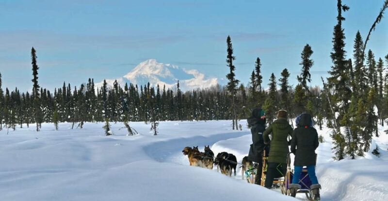 Winter Dog Sled Tour Day or Night Mush! - Insights into Sled Dog Life and Racing