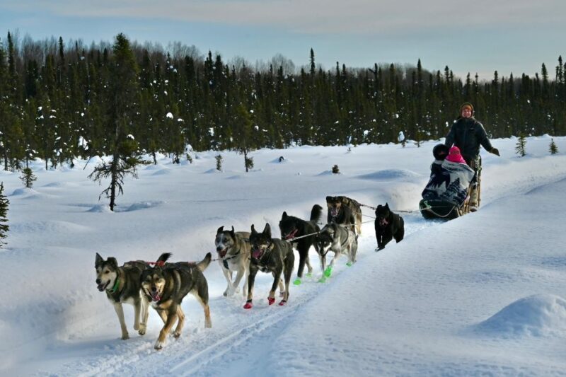 Winter Dog Sled Tour Day or Night Mush! - What’s Included and What to Bring