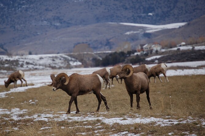 Winter in Yellowstone Wildlife Tour - Key Points