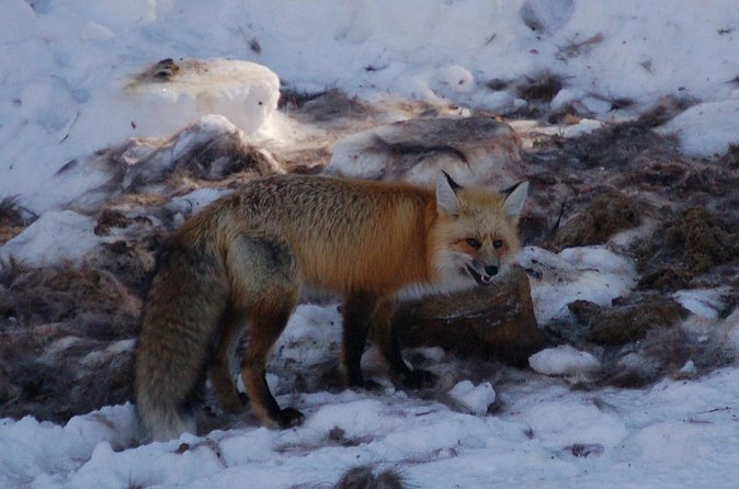 Winter in Yellowstone Wildlife Tour - Entering Yellowstone and Covering the Park’s Major Wildlife Areas