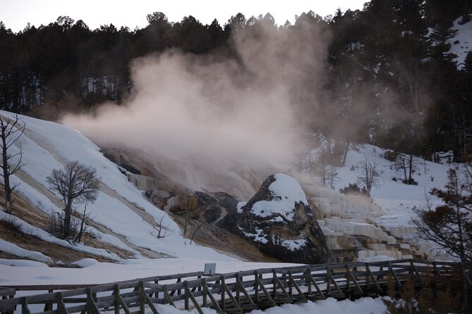 Winter in Yellowstone Wildlife Tour - Visiting the Petrified Tree and Mammoth Hot Springs