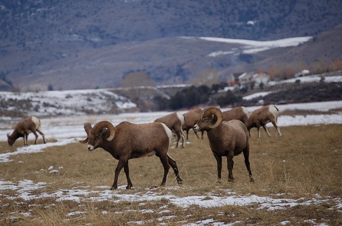 Winter in Yellowstone Wildlife Tour - Scenic Return through Paradise Valley and Back to Bozeman