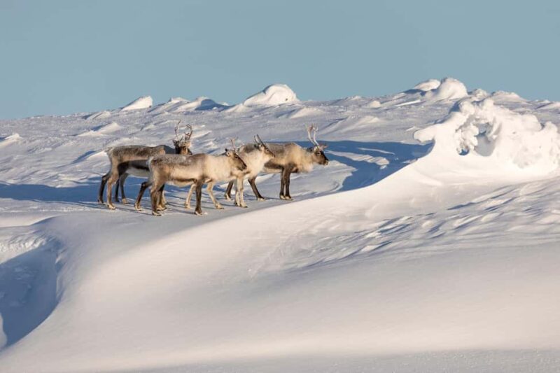 Winter Snowshoeing in the Finnish Wilderness - Guides and Personalization