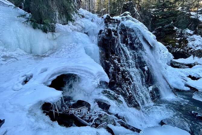 Winter Valley and Forest Hike - Wildlife and Natural Elements on the Trail