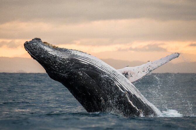 Winter Whale Watching Adventure in Kauai - Exciting 2-Hour Whale Watching Tour in Kauai with Captain Js