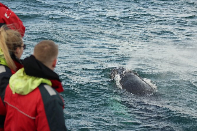 Winter Whale Watching & Northern Lights Cruise | Combo from Reykjavik - Customer Feedback Highlights