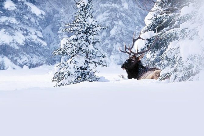 Winter Wildlife Discovery Tour - Explore Jasper’s Natural Beauty on the Winter Wildlife Discovery Tour