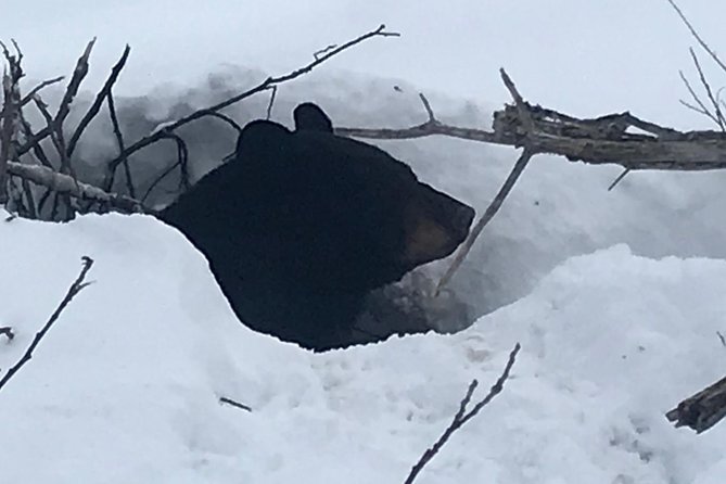 Winter - Wildlife & Turnagain Arm Tour - The Practicalities: Transportation, Group Size, and Booking