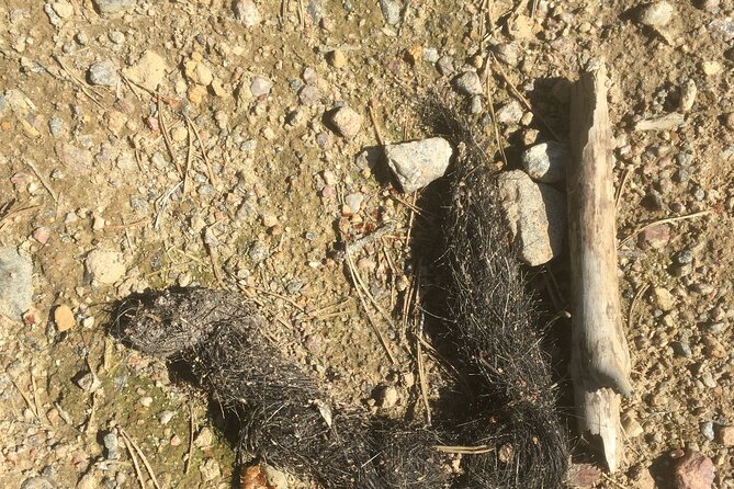 Wolf and Wildlife Tracking in Sweden - Winter Wonders: Walking on Frozen Lakes and Tracking Traces