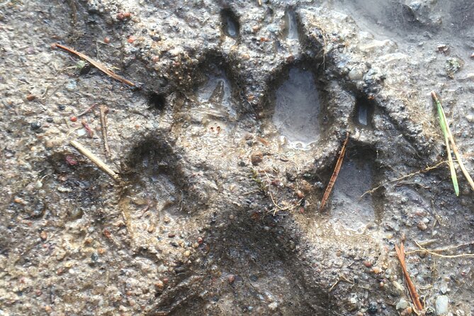 Wolf and Wildlife Tracking in Sweden - What’s Not Included: Insurance and Optional Rentals