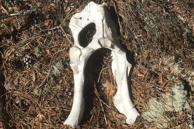 Wolf and Wildlife Tracking in Sweden - Flexibility and Cancellation Policy