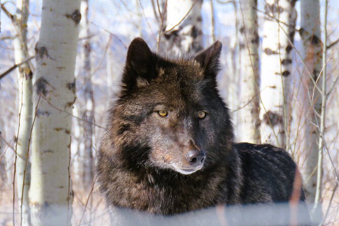 Wolfdog Sanctuary and Banff Day Trip - The Wolfdog Sanctuary and Its Introductory Tour