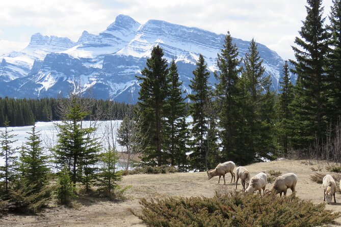 Wolfdog Sanctuary and Banff Day Trip - Practical Considerations and Limitations