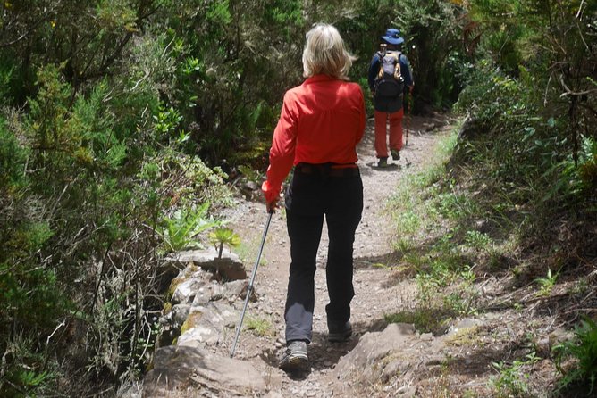 Wonderful hike through the Magic Forest of Tenerife - Exploring the Magic Forest of Teno Rural Park