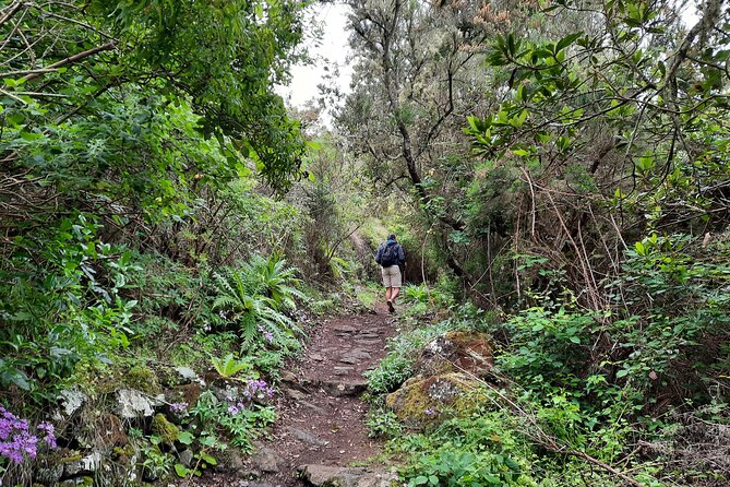 Wonderful hike through the Magic Forest of Tenerife - The Scenic Highlights in Teno Rural Park