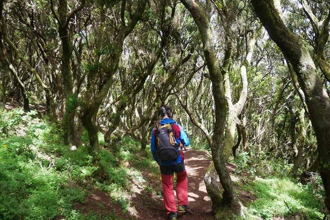 Wonderful hike through the Magic Forest of Tenerife - Practical Tips for the Hike
