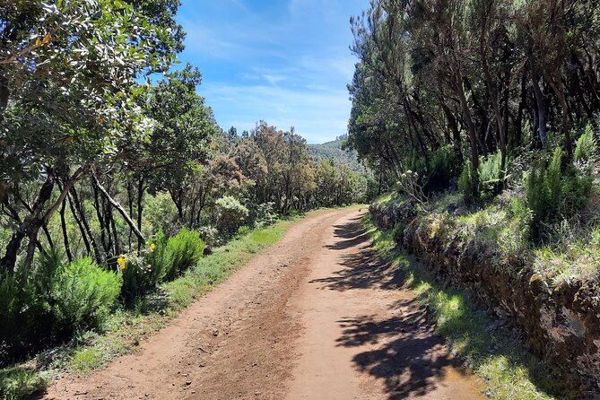 Wonderful hike through the Magic Forest of Tenerife - Unique Aspects of This Tenerife Hike