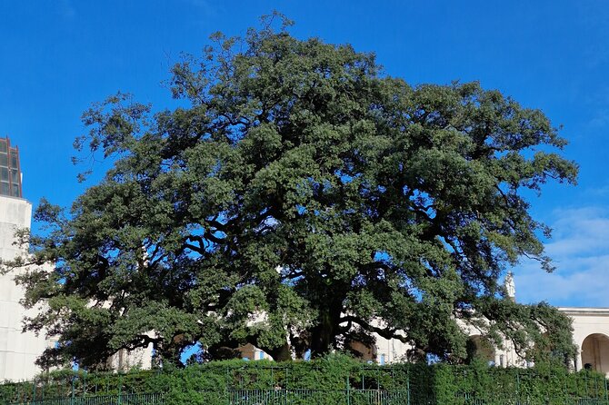 Wonderful Private Full Day Tour in Fátima, Nazaré, Óbidos - Practicalities: Logistics and Comfort